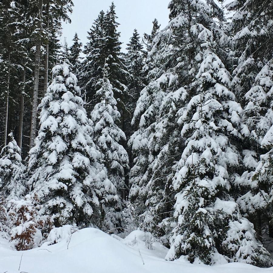 Fewo Harzromantik Braunlage Luaran gambar